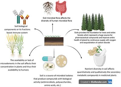 Soils, Biofortification, and Human Health Under COVID-19: Challenges and Opportunities
